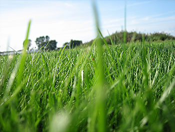 färdig gräsmatta, renovering av gräsmatta, gräsmattor idrottsanläggningar, fotbollsplan