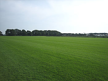 färdig gräsmatta, renovering av gräsmatta, gräsmattor idrottsanläggningar, fotbollsplan